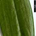 SpeciesSub: subsp. hypoglaucum